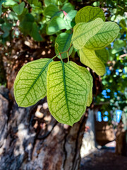 Obraz premium green leaves on a tree
