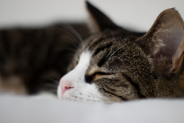 Grey cat sleeping on bed.