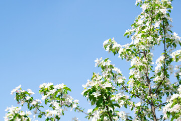Blooming apple pear peach cherry tree at spring, pink white flowers in garden in sunny day close up