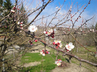Blooming apricot apple pear cherry tree at spring, pink white flowers on branch macro in garden in sunny day close up