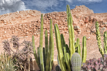 A xeriscape cactus garden, a style of landscape design requiring little or no irrigation or other maintenance, used in arid regions.