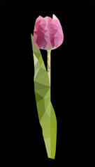 Tulip with leaves.  Poly Low geometric. Natural flower.