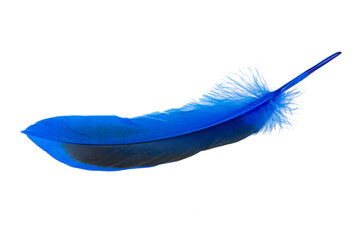 Decorated blue elegant feather isolated on the white background