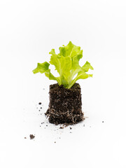 Setzling, Salat, isoliert, weisser hintergrund