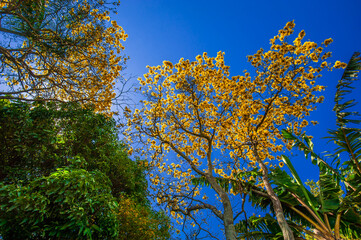 Flowered yellow ipe tree (Handroanthus chrysanthus)