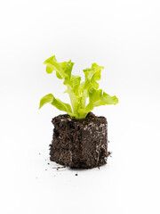 Setzling, Salat, isoliert, weisser hintergrund