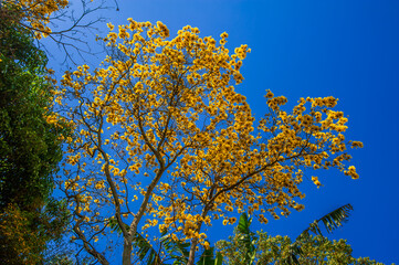 Flowered yellow ipe tree (Handroanthus chrysanthus)