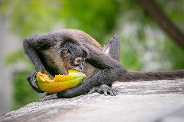 Mono comiendo