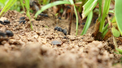 Ants in the ground