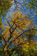 Flowered yellow ipe tree (Handroanthus chrysanthus)