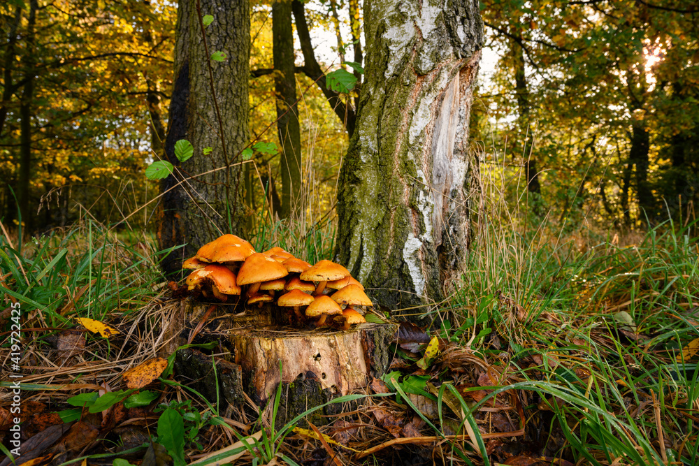 Poster orange mushroom hats growing on a tree stump.