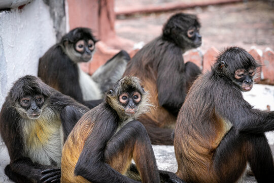Familia mono ara&ntilde;a