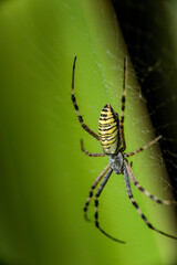 Big spider wasp on a green background