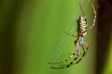 Big spider wasp on a green background