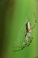 Big spider wasp on a green background