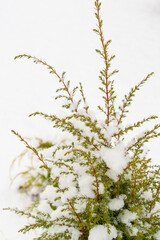 Thuja in the snow in the yard in winter