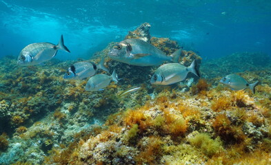 Fototapeta na wymiar Fish underwater in the Mediterranean sea (seabreams), Spain, Medes islands