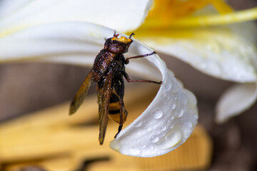 yellow fly sitting on white flower