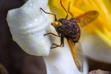 yellow fly sitting on white flower