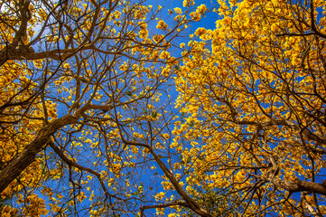 Flowered yellow ipe tree (Handroanthus chrysanthus)