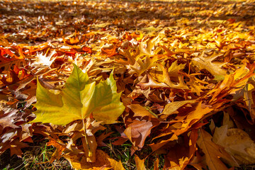 カナダの紅葉の時期に良く見られる大量の落ち葉の中で一際目立つ大きなメープルの葉