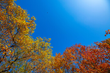 カナダの紅葉の時期に見られるメープルの木と雲一つない青い空