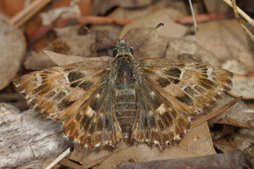 Closeup of a mallow skipper,   Carcharodus alceae, well camouflaged on the ground in the Gard,...