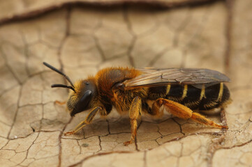 Closeup of a female Orange legged furrow bee, Halictus rubicundus  at Rosdel, Leuven, Belgium