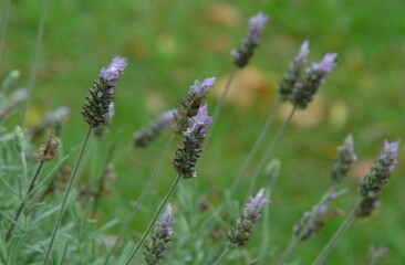 lavanda