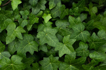 green leaves of a plant