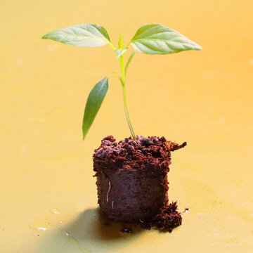 Fototapeta Young seedling of Red pepper in a greenhouse. Agriculture theme background.