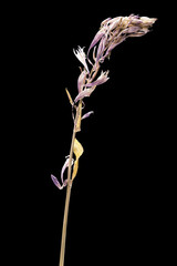 Dried dead delphinium flower isolated on black background. Sample of a flower in oriental style with pastel colors.