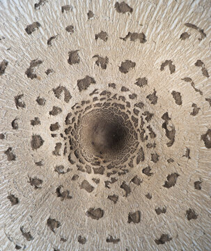 The texture of the umbrella mushroom cap. Mushroom umbrella in vivo. Forest food. Collect mushrooms. Background image.
