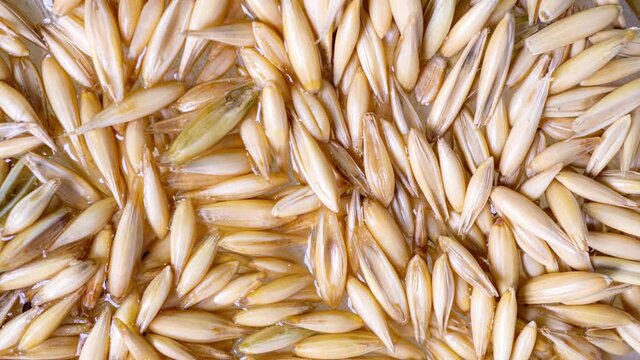 Sprouting oat grains, healthy eating concept, starting life, time lapse, macro video