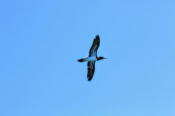 Faune du Costa Rica, Amérique Centrale