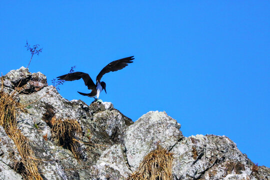 Faune du Costa Rica, Am&eacute;rique Centrale