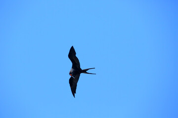 Frégates dans la péninsule d'Osa au Costa Rica, Amérique Centrale
