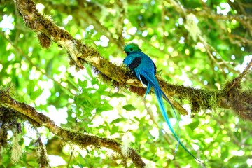 Quetzal resplendissant, Cerro de la Muerte, Costa Rica, Amérique Centrale