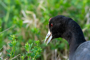 Red-knobbed coot (Fulica cristata) portrait of wild bird, in a wetland, in early spring in natural park mallorca spain,