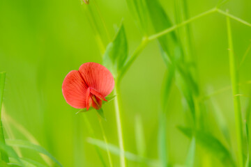Detail of red flower of winged pea (Tetragonolobus purpureus) in the meadow