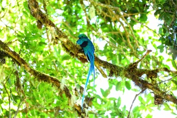 Quetzal resplendissant, Cerro de la Muerte, Costa Rica, Amérique Centrale