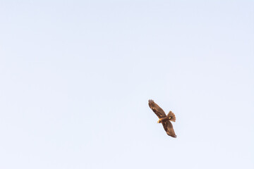 Western marsh harrier (Circus aeruginosus) male in flight, mallorca spain