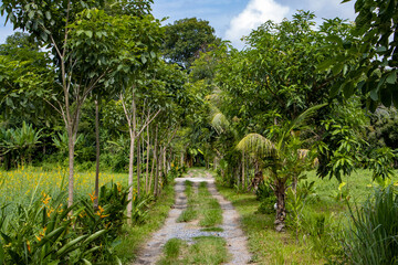 Obraz premium The Alley in a tropical nature.