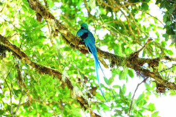 Quetzal resplendissant, Cerro de la Muerte, Costa Rica, Amérique Centrale
