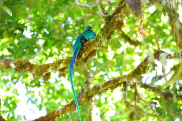 Quetzal resplendissant, Cerro de la Muerte, Costa Rica, Amérique Centrale