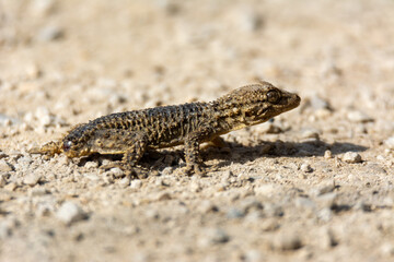 Naklejka na ściany i meble Moorish gecko (Tarentola mauritanica), on the ground, with his tail cut off, on the island of Mallorca