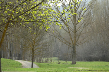 View of a path between the trees of a forest with the first spring leaves on the trees