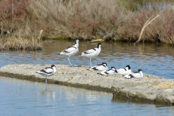 avoceta (recurvirostra avosetta) group of water bird, wading, feeding in search of small crustaceans, in lake of natural park, mallorca spain