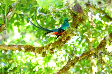 Quetzal resplendissant, Cerro de la Muerte, Costa Rica, Amérique Centrale