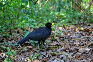 Faune du Costa Rica, Amerique Centrale